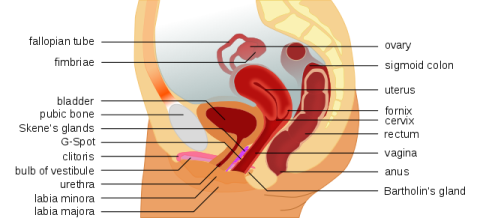 Weibliche Anatomie inklusive G-Punkt