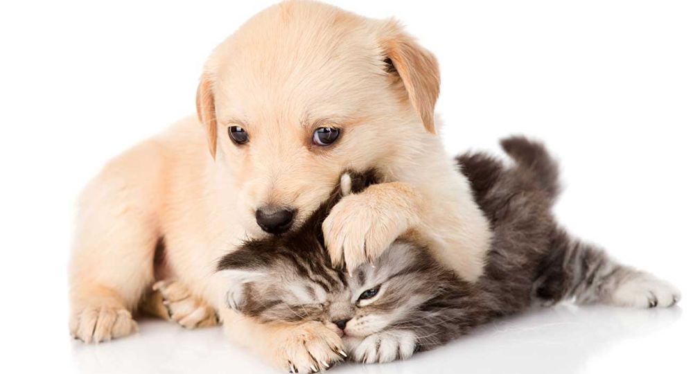 die animalische Liebesschule
